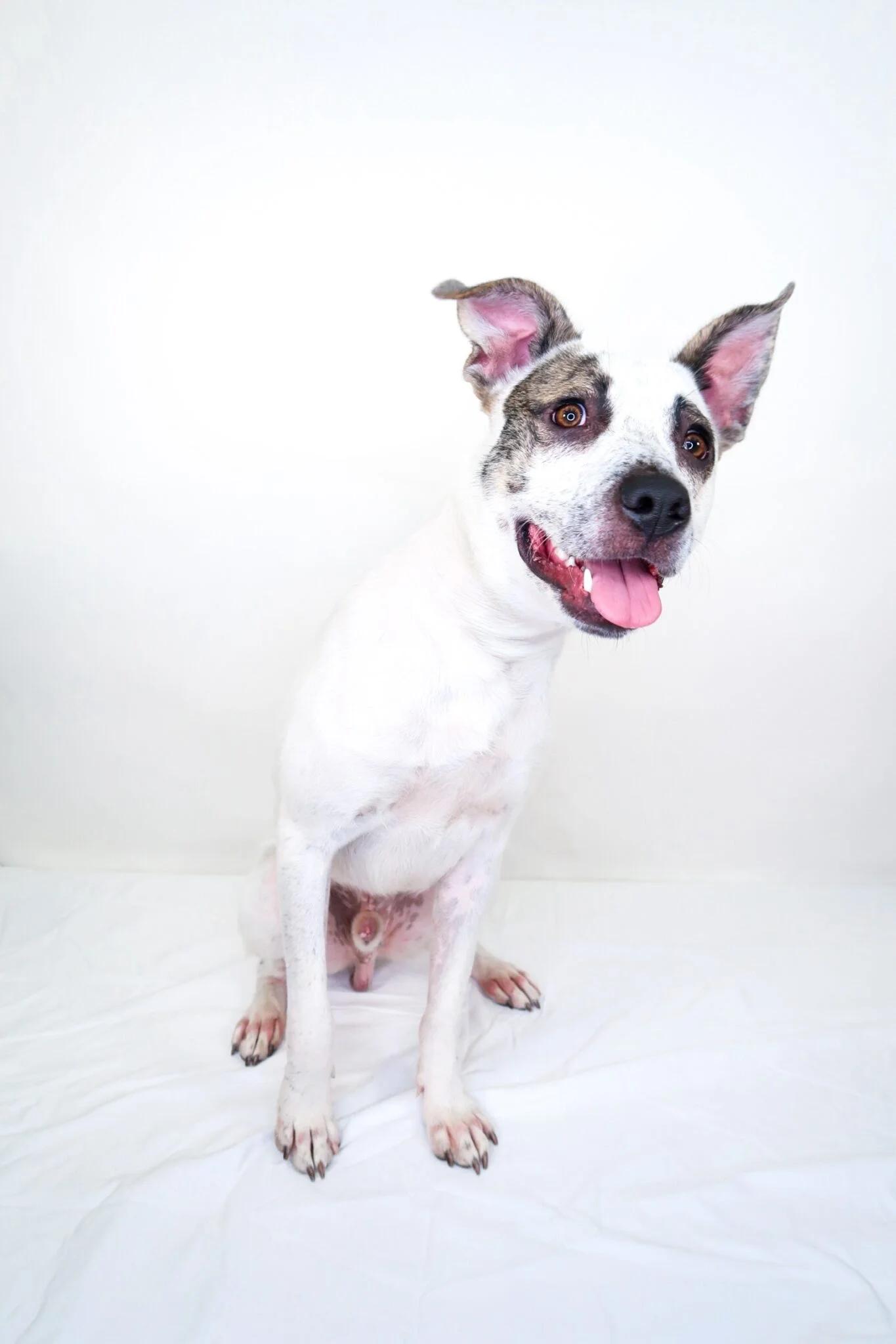 Enlarge Patch, a ADOPTABLE mixed breed in Bixby, OK image 3/6