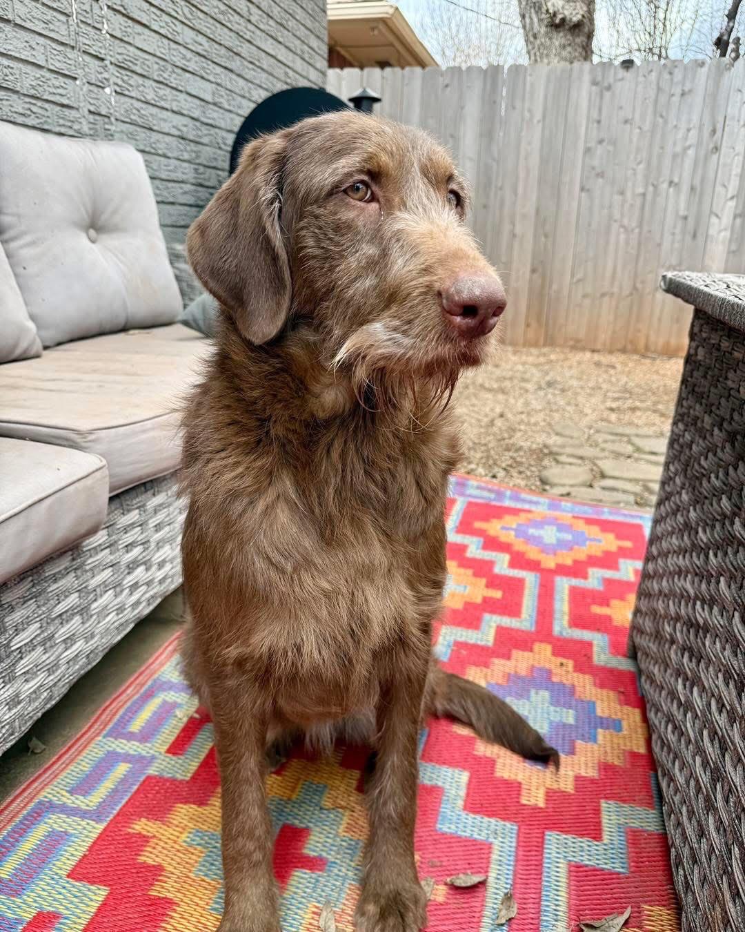 Enlarge Woody, a ADOPTABLE mixed breed in Edmond, OK image 4/4