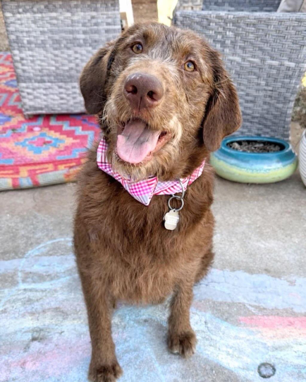 Enlarge Woody, a ADOPTABLE mixed breed in Edmond, OK image 2/4