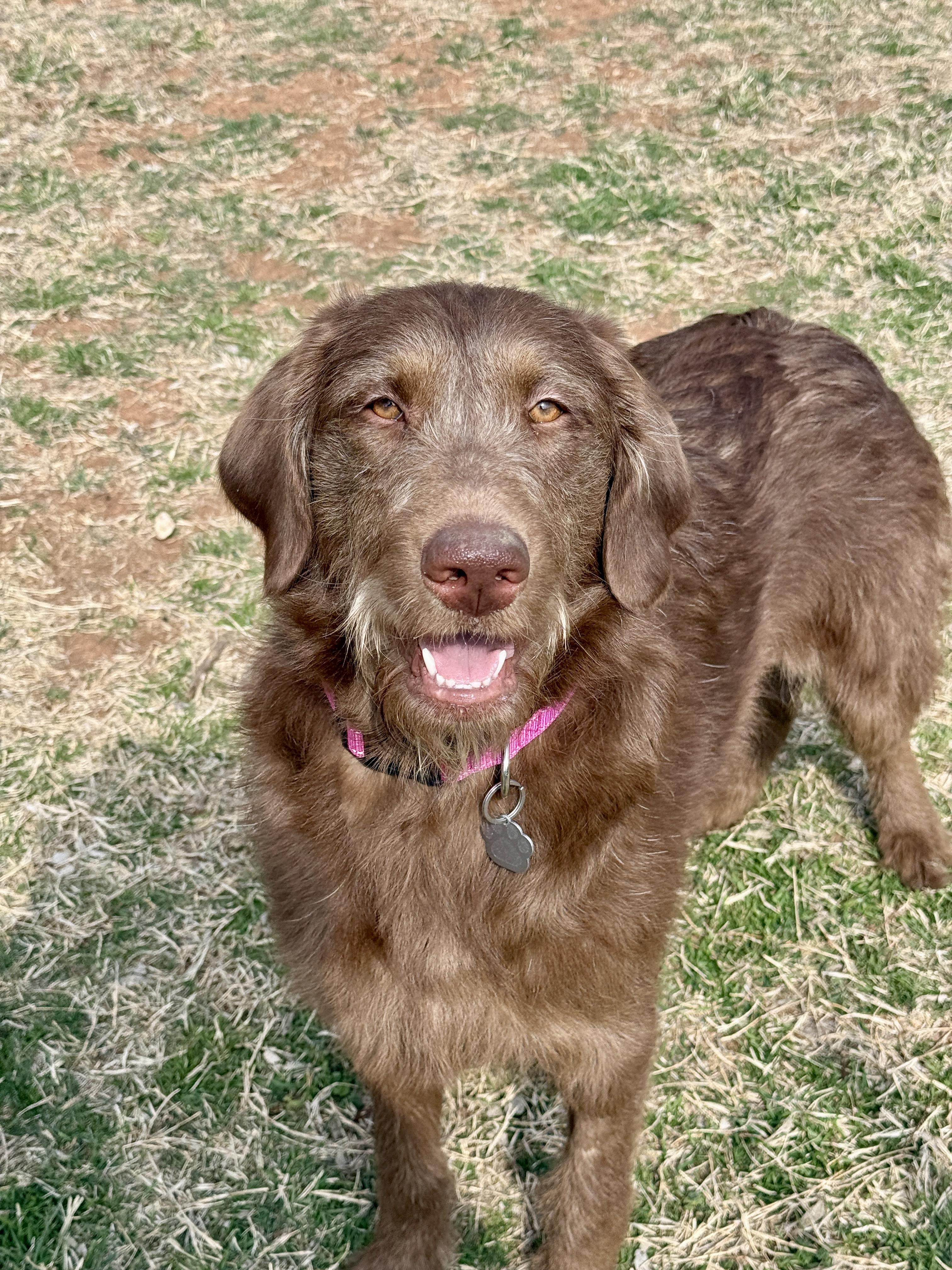 Enlarge Woody, a ADOPTABLE mixed breed in Edmond, OK image 1/4