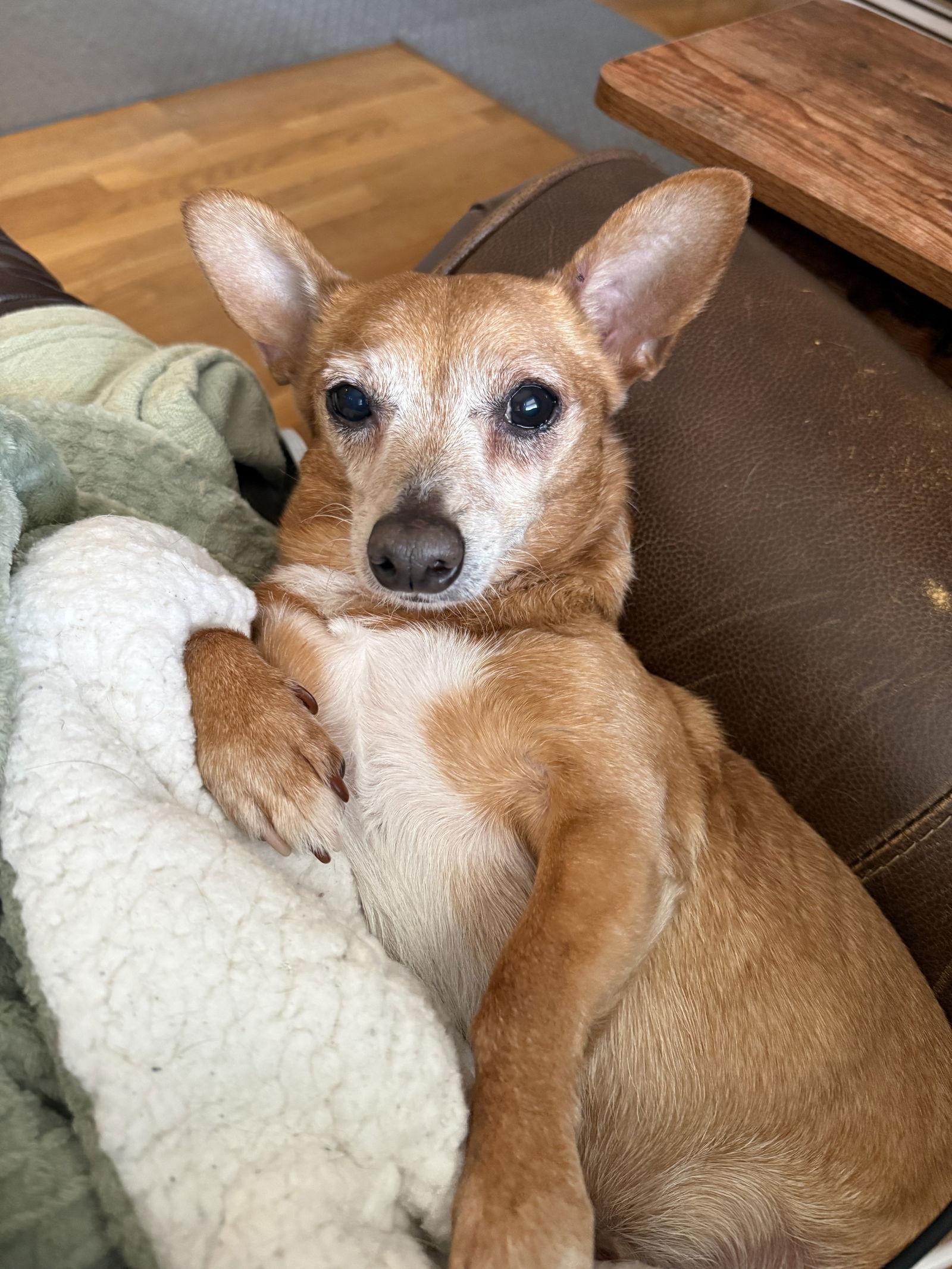 Enlarge Senor Pickles, a Adoptable Mixed Breed in Alpharetta, GA image 1/3