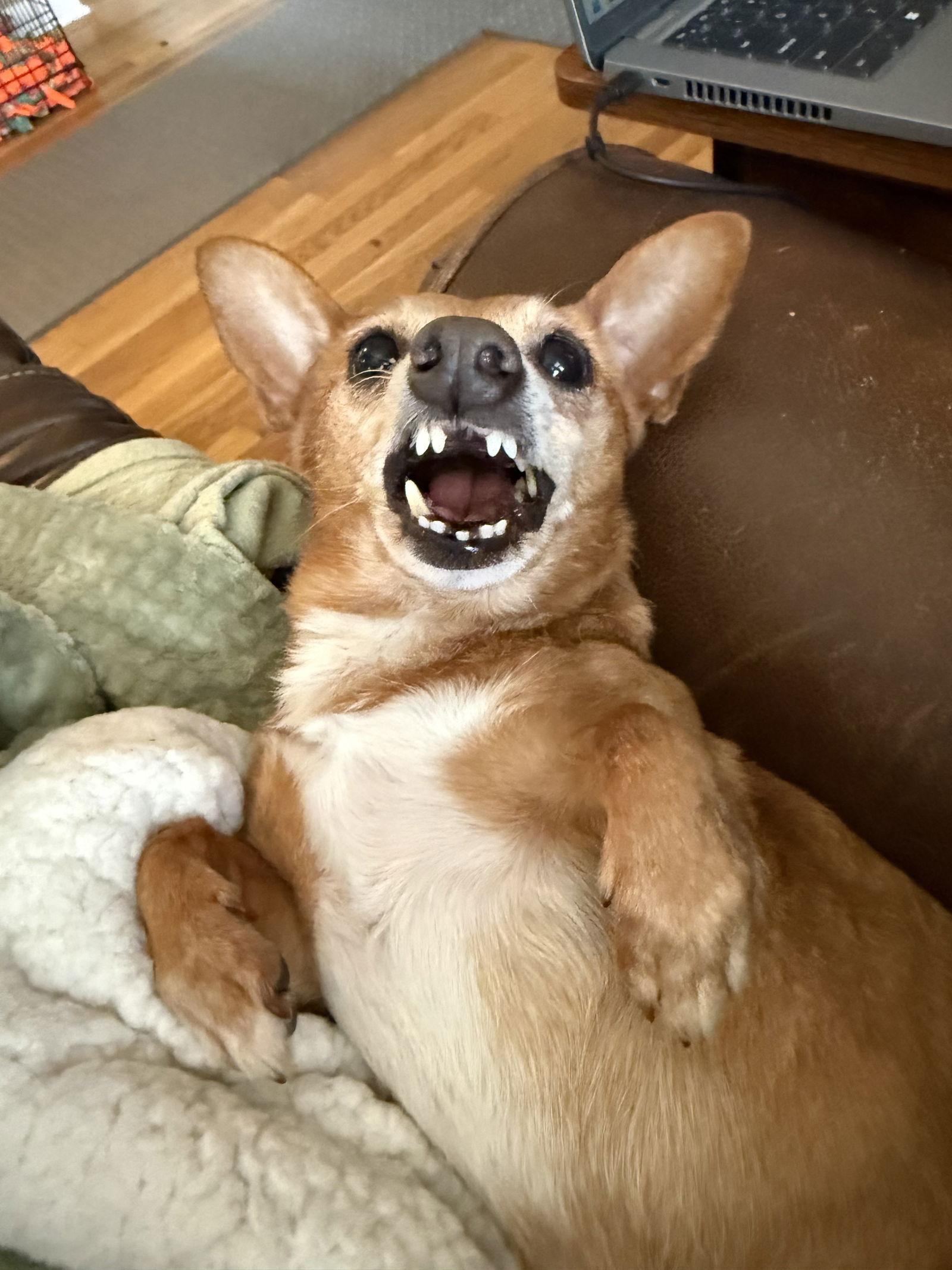 Senor Pickles — thumbnail 3