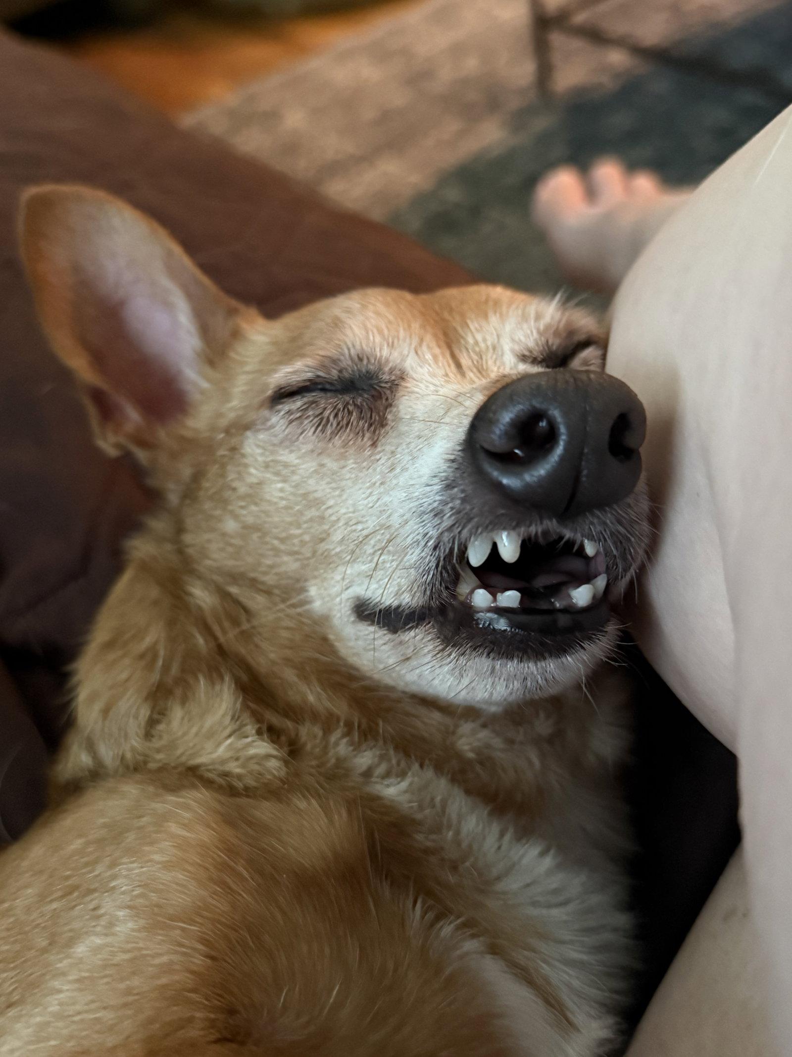 Enlarge Senor Pickles, a Adoptable Mixed Breed in Alpharetta, GA image 2/3