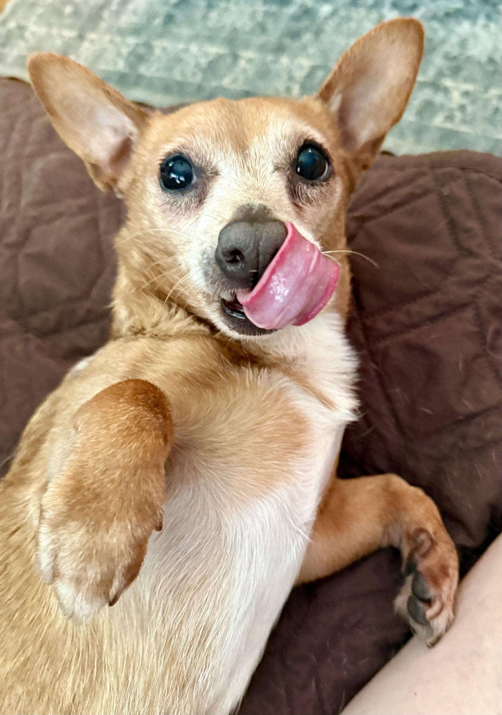 Enlarge Senor Pickles, a Adoptable Mixed Breed in Alpharetta, GA image 3/3