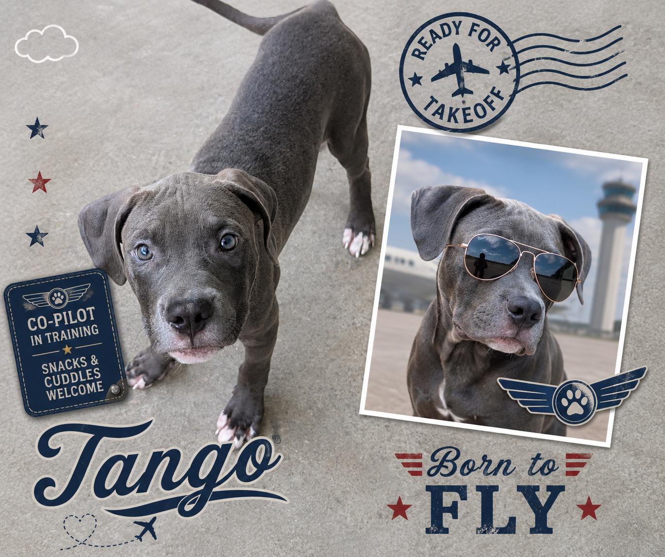 Tango, an adopted mixed breed in Baton Rouge, LA image 4/4