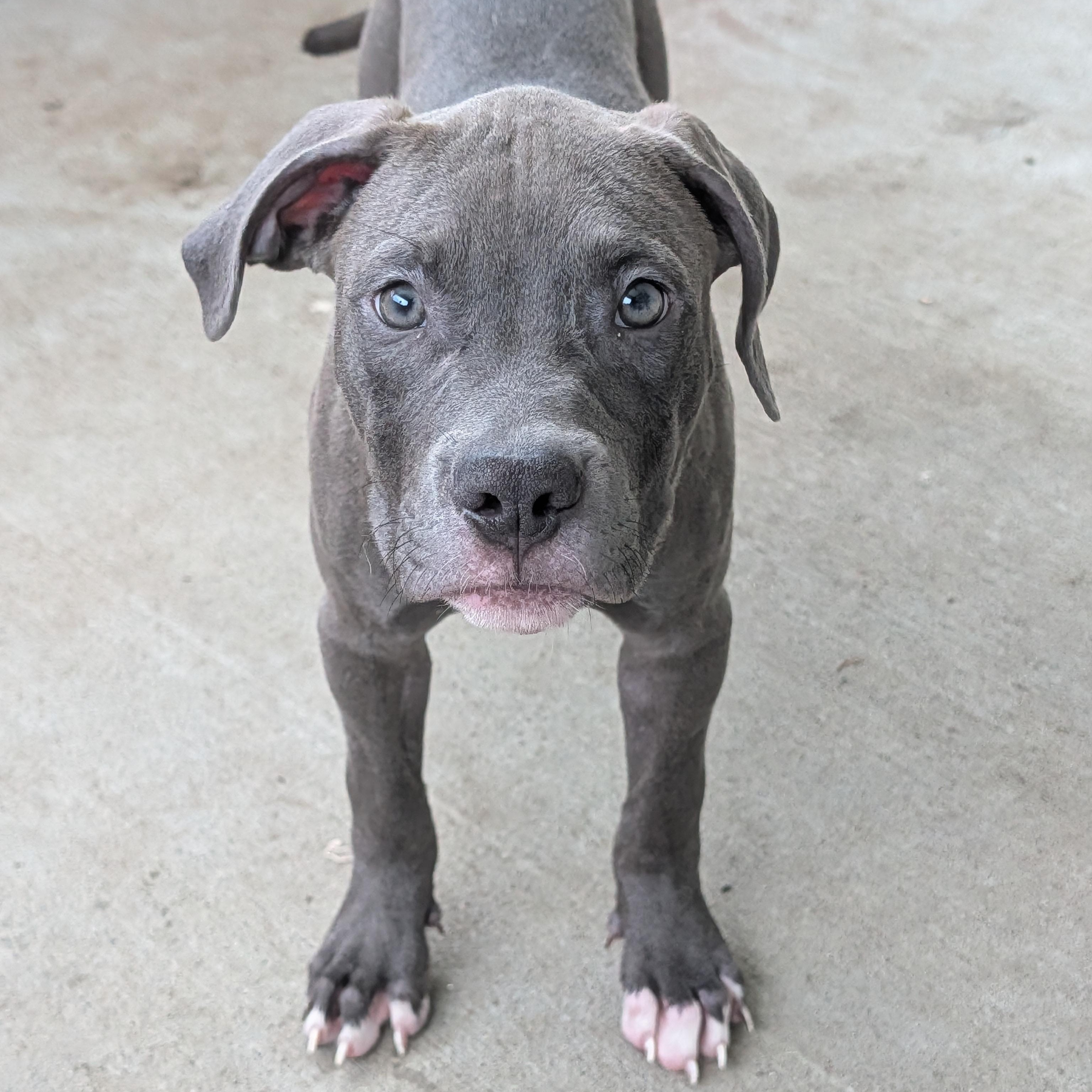Tango, an adopted mixed breed in Baton Rouge, LA image 2/4