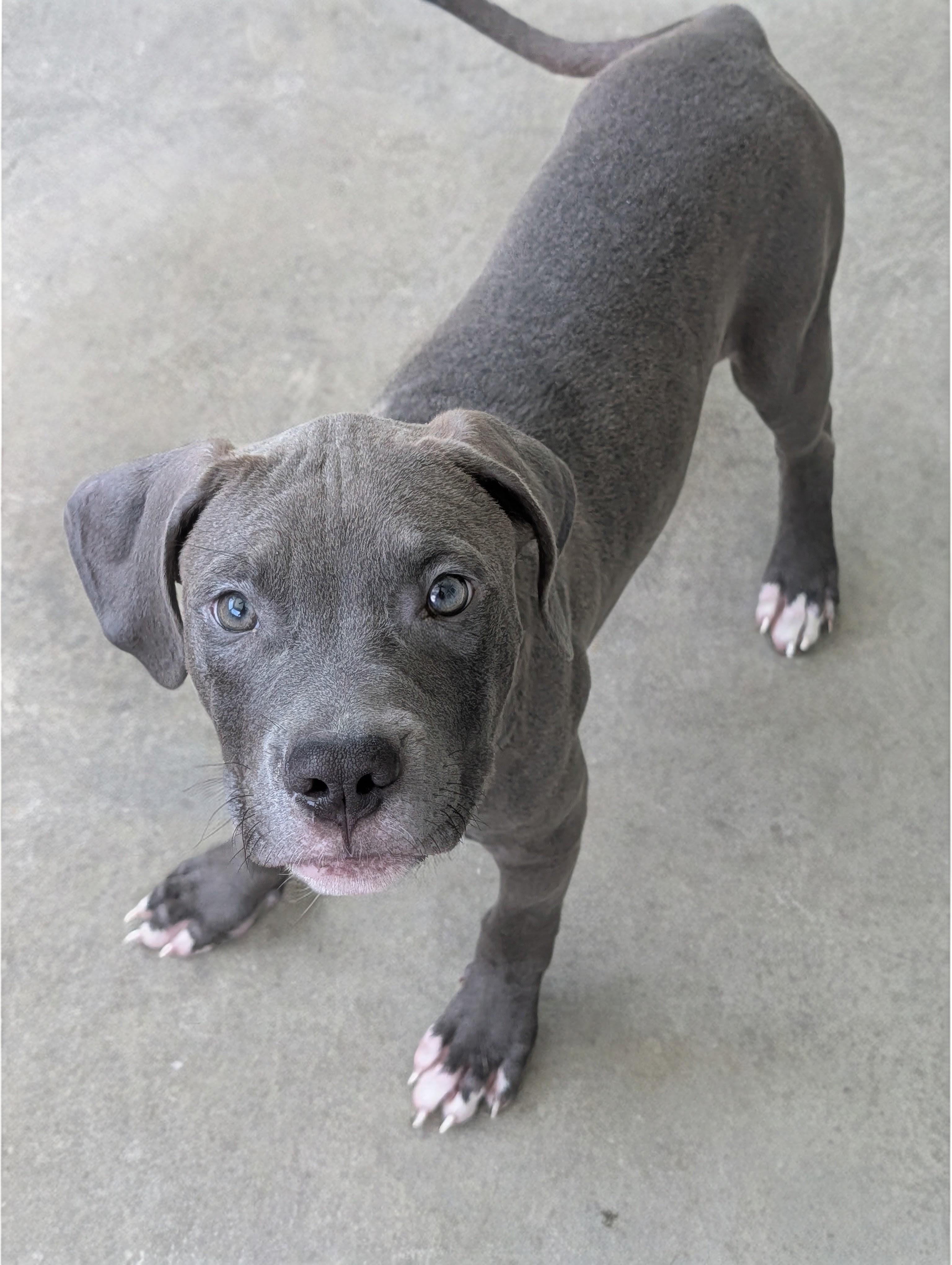 Tango, adopted, Puppy Male Pit Bull Terrier.