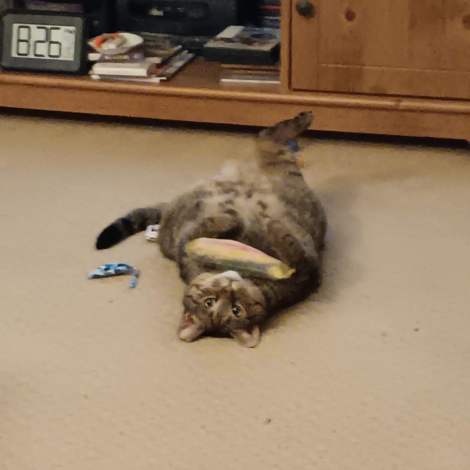 Tammy, a Adoptable Domestic Short Hair in Menasha, WI image 5/5
