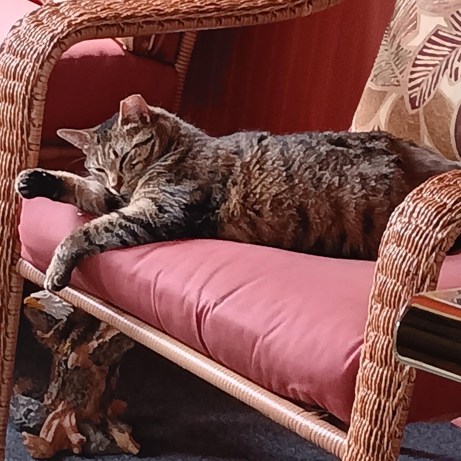 Tammy, a Adoptable Domestic Short Hair in Menasha, WI image 2/5