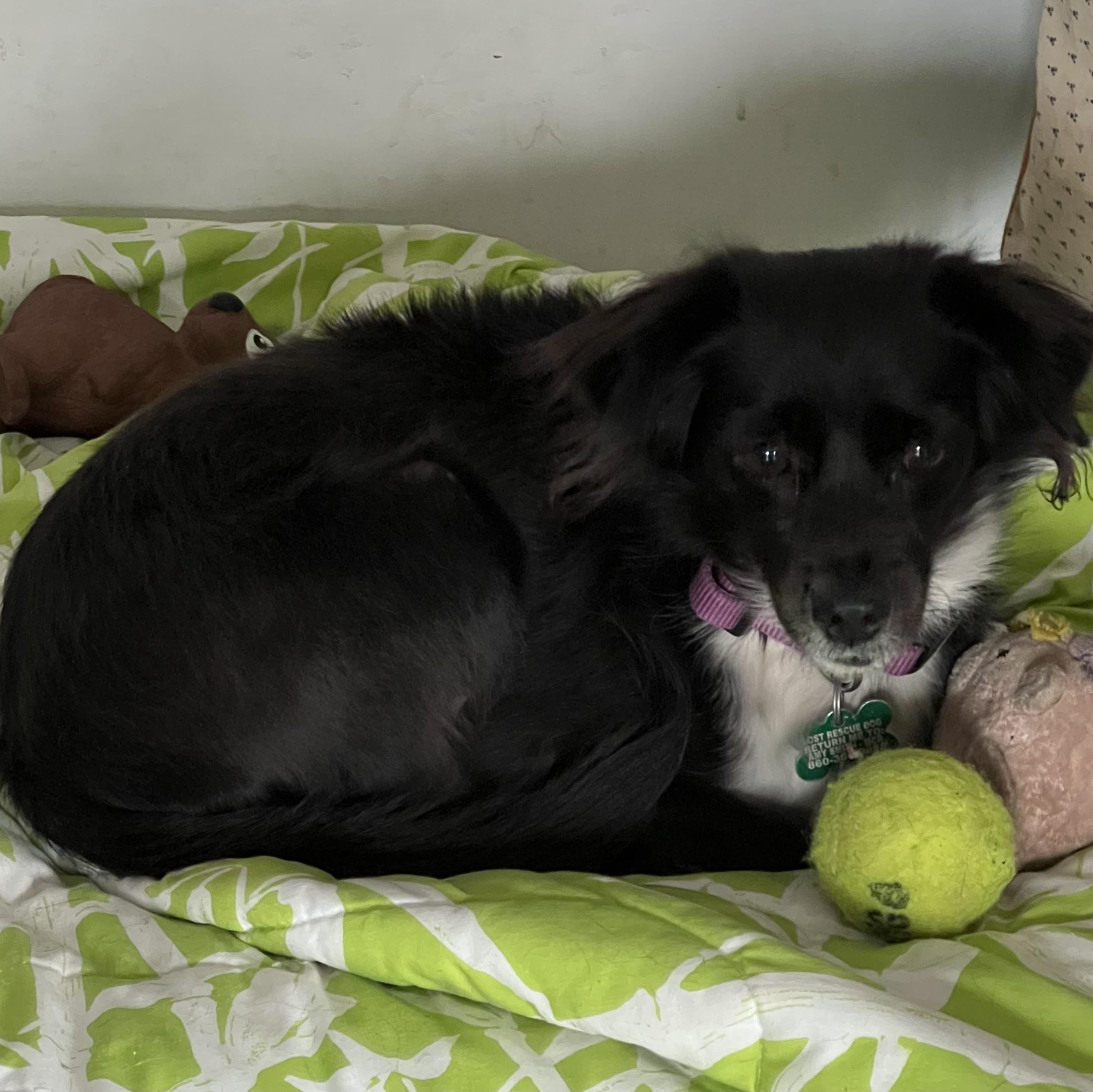 Enlarge Kira, an adopted mixed breed in Wingdale, NY image 2/4