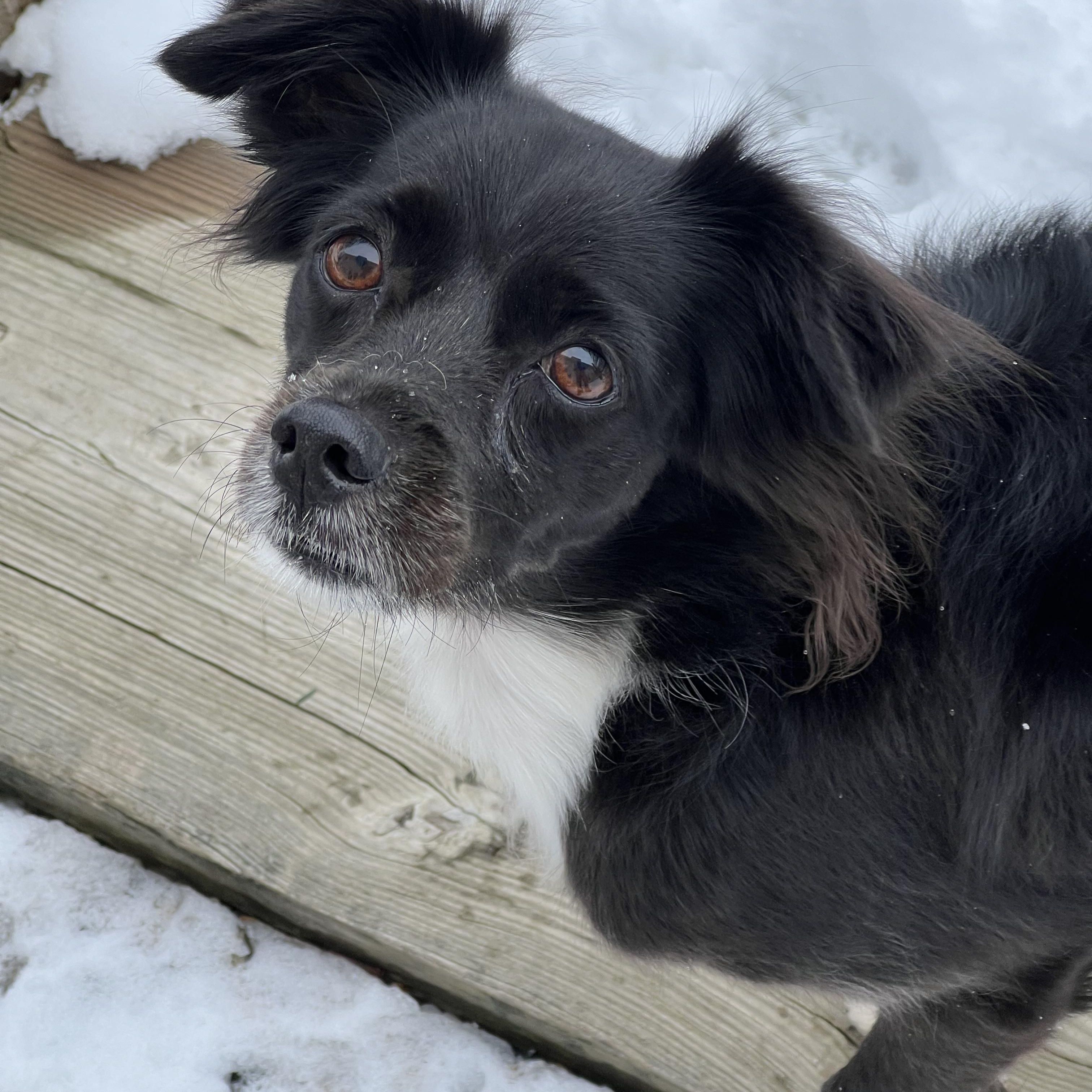 Enlarge Kira, an adopted mixed breed in Wingdale, NY image 3/4