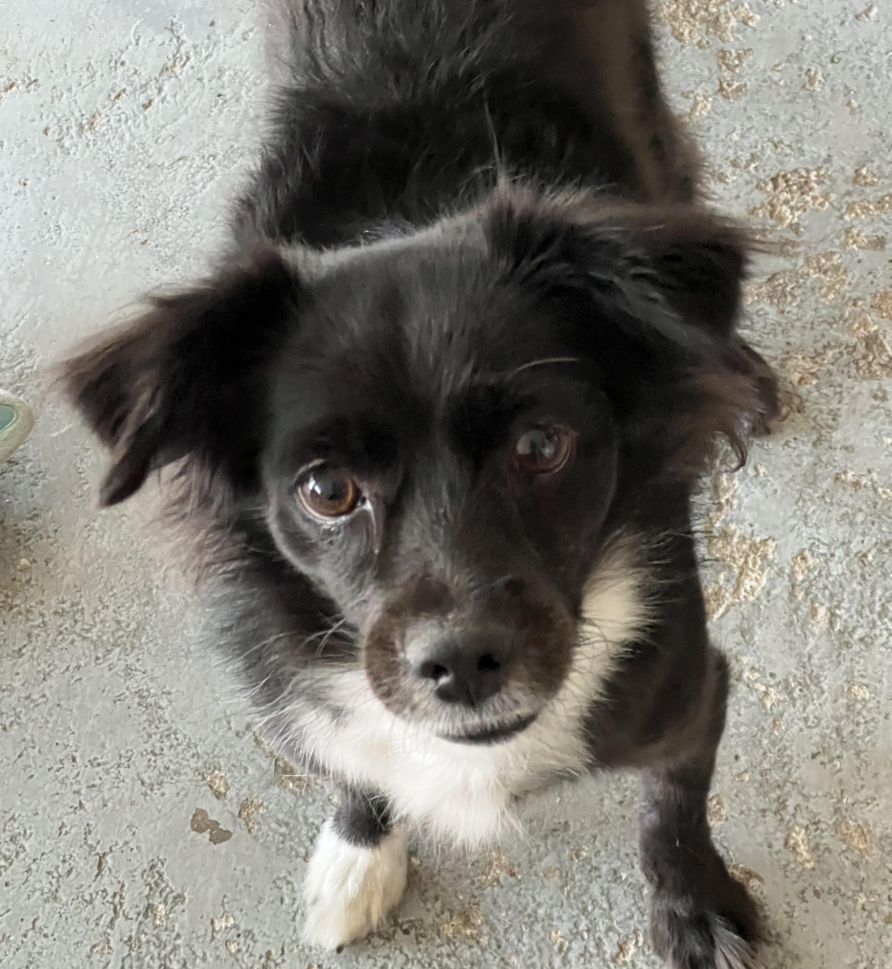 Kira, adopted, Young Female Border Collie & Chihuahua.