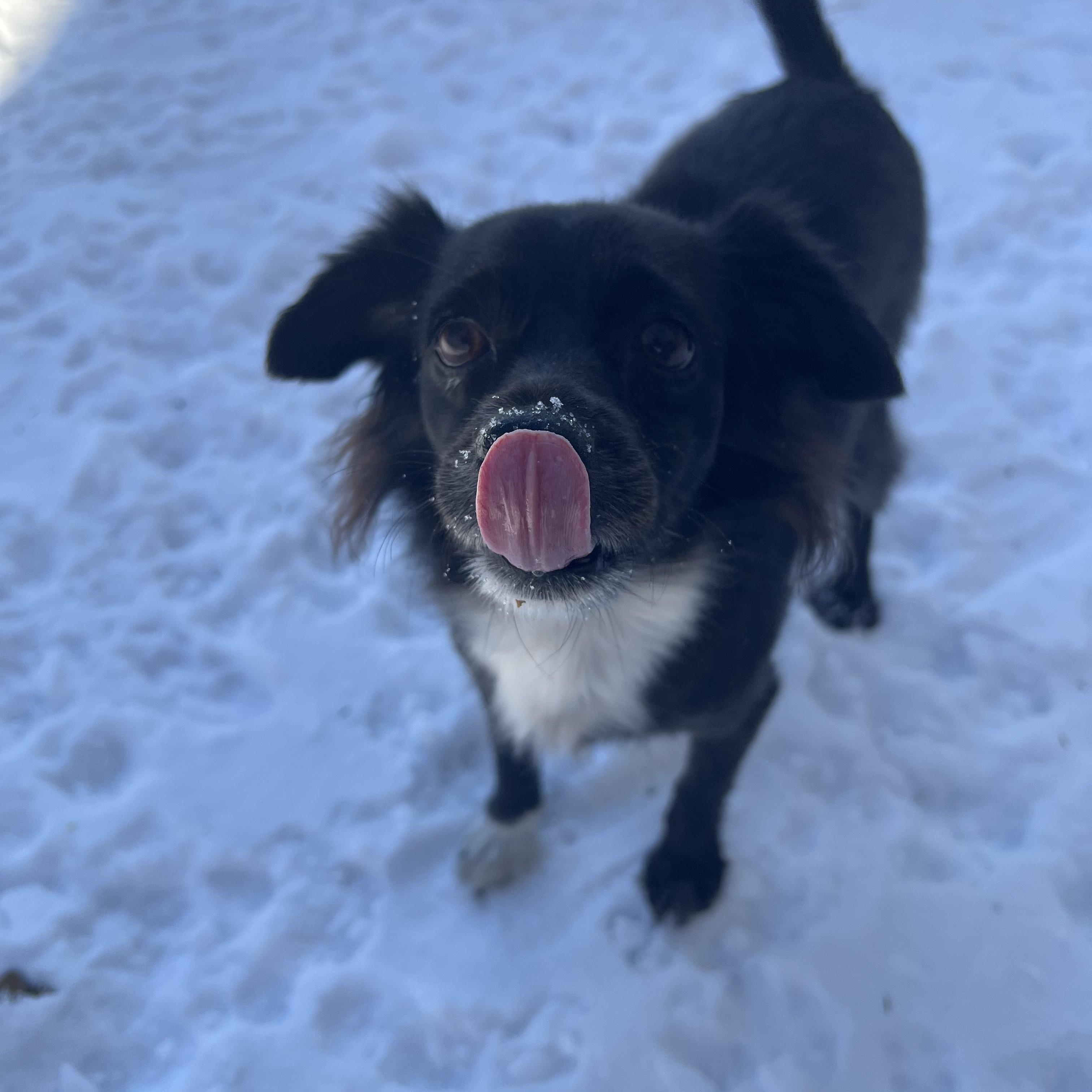 Enlarge Kira, an adopted mixed breed in Wingdale, NY image 4/4