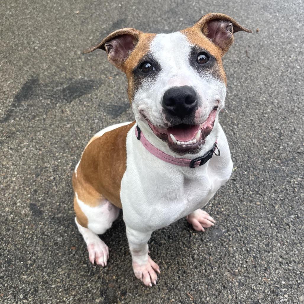 Louise, a Adoptable mixed breed in Waynesburg, PA image 1/6