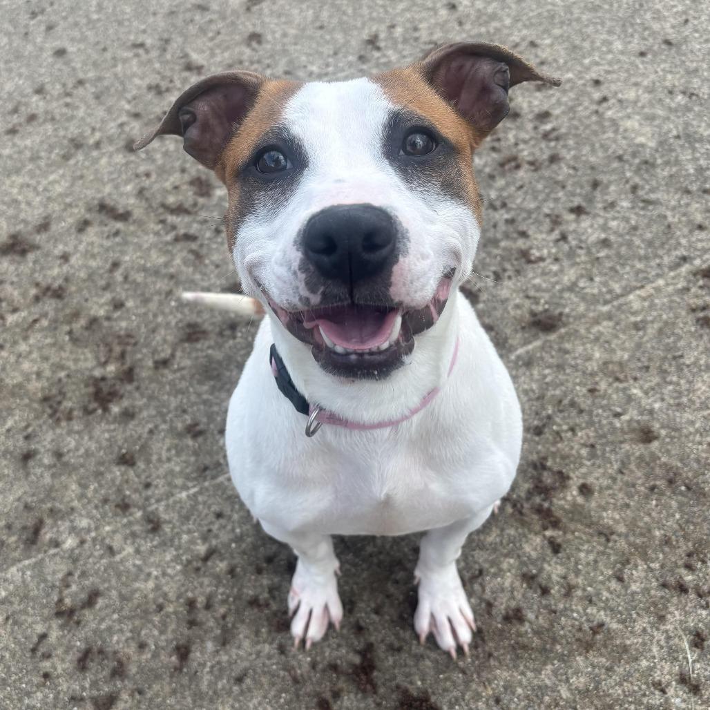 Louise, a Adoptable mixed breed in Waynesburg, PA image 2/6