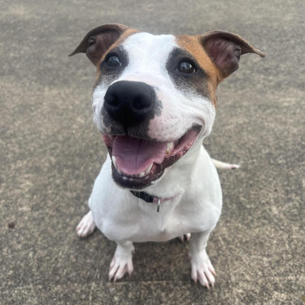 Louise, a Adoptable mixed breed in Waynesburg, PA image 3/6