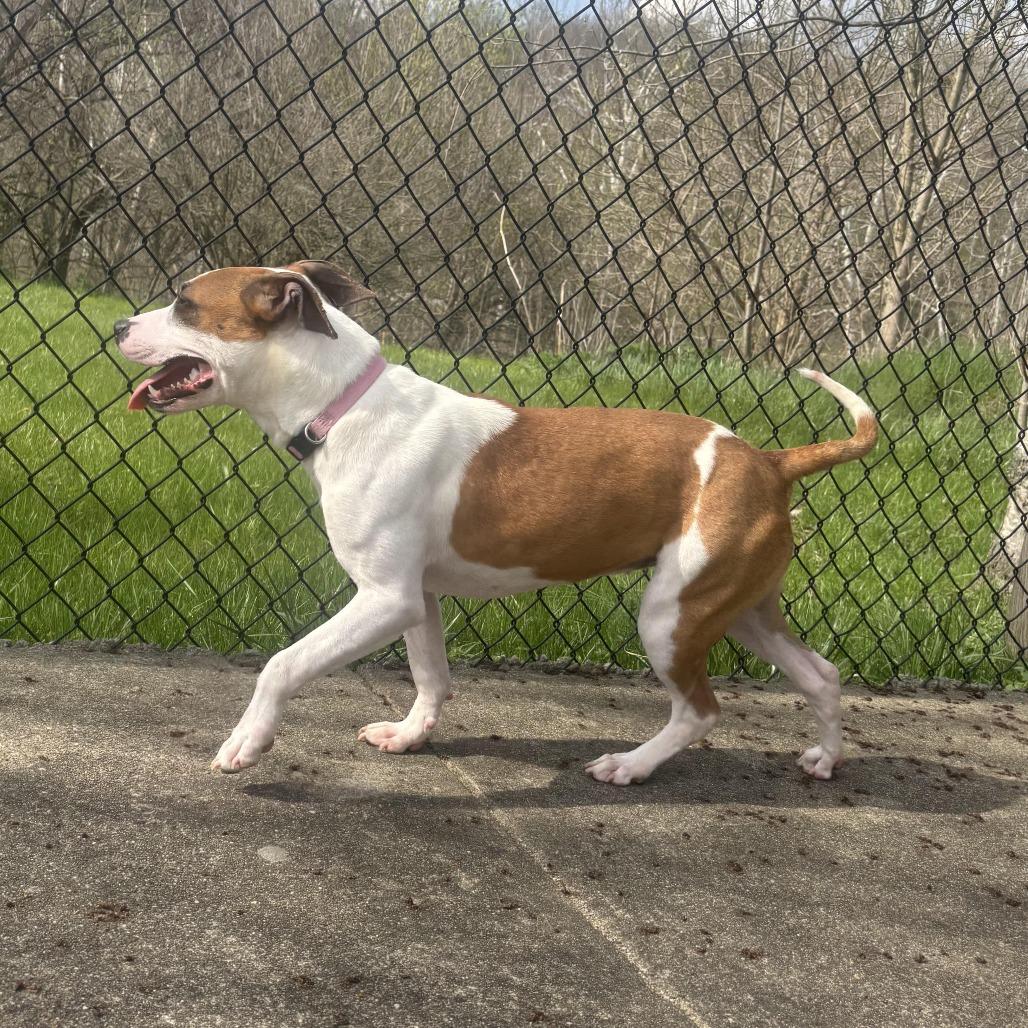 Louise, a Adoptable mixed breed in Waynesburg, PA image 4/6