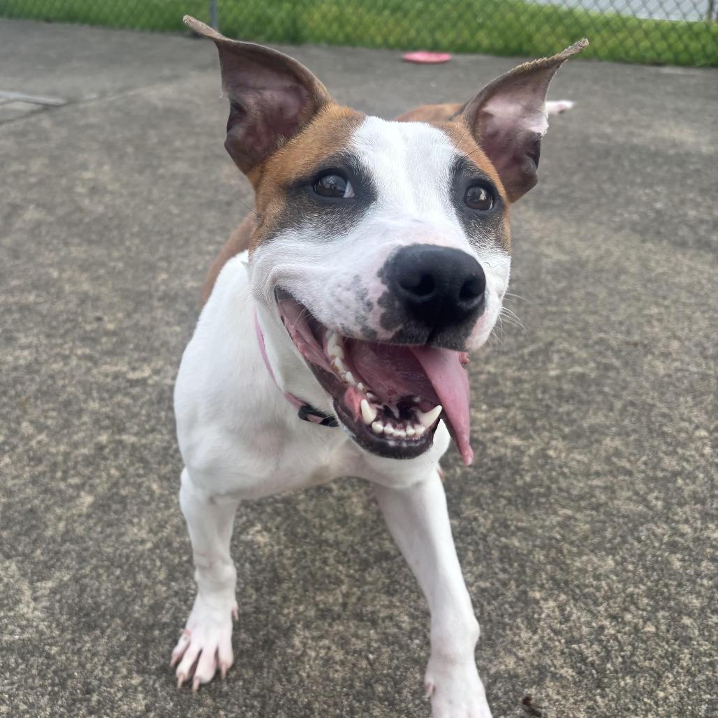 Louise, a Adoptable mixed breed in Waynesburg, PA image 5/6