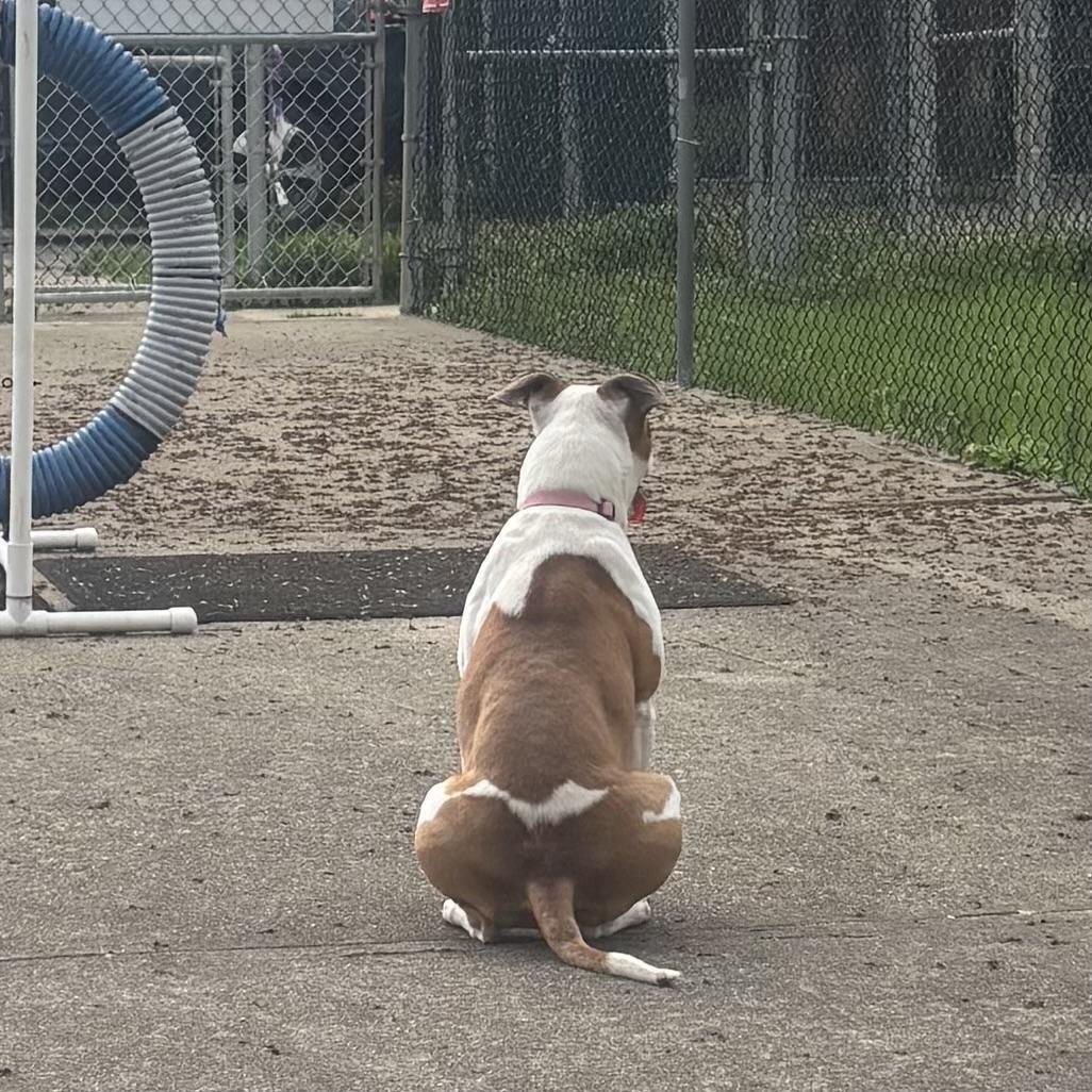 Louise, a Adoptable mixed breed in Waynesburg, PA image 6/6