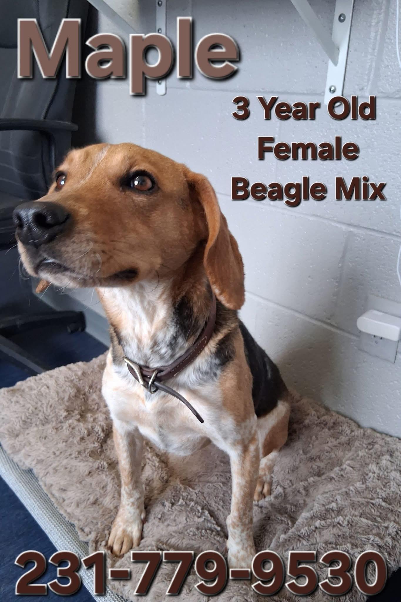 Enlarge MAPLE, a ADOPTABLE mixed breed in Cadillac, MI image 1/1