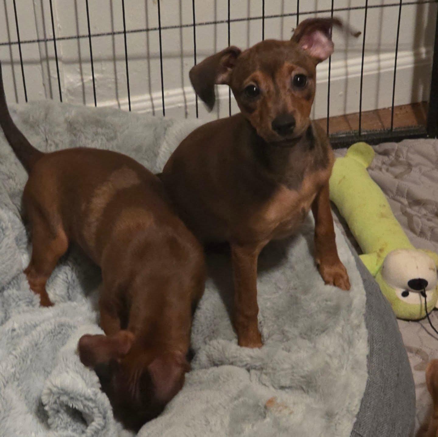 Enlarge Cocoa, an adopted mixed breed in Santa Clara, CA image 3/3