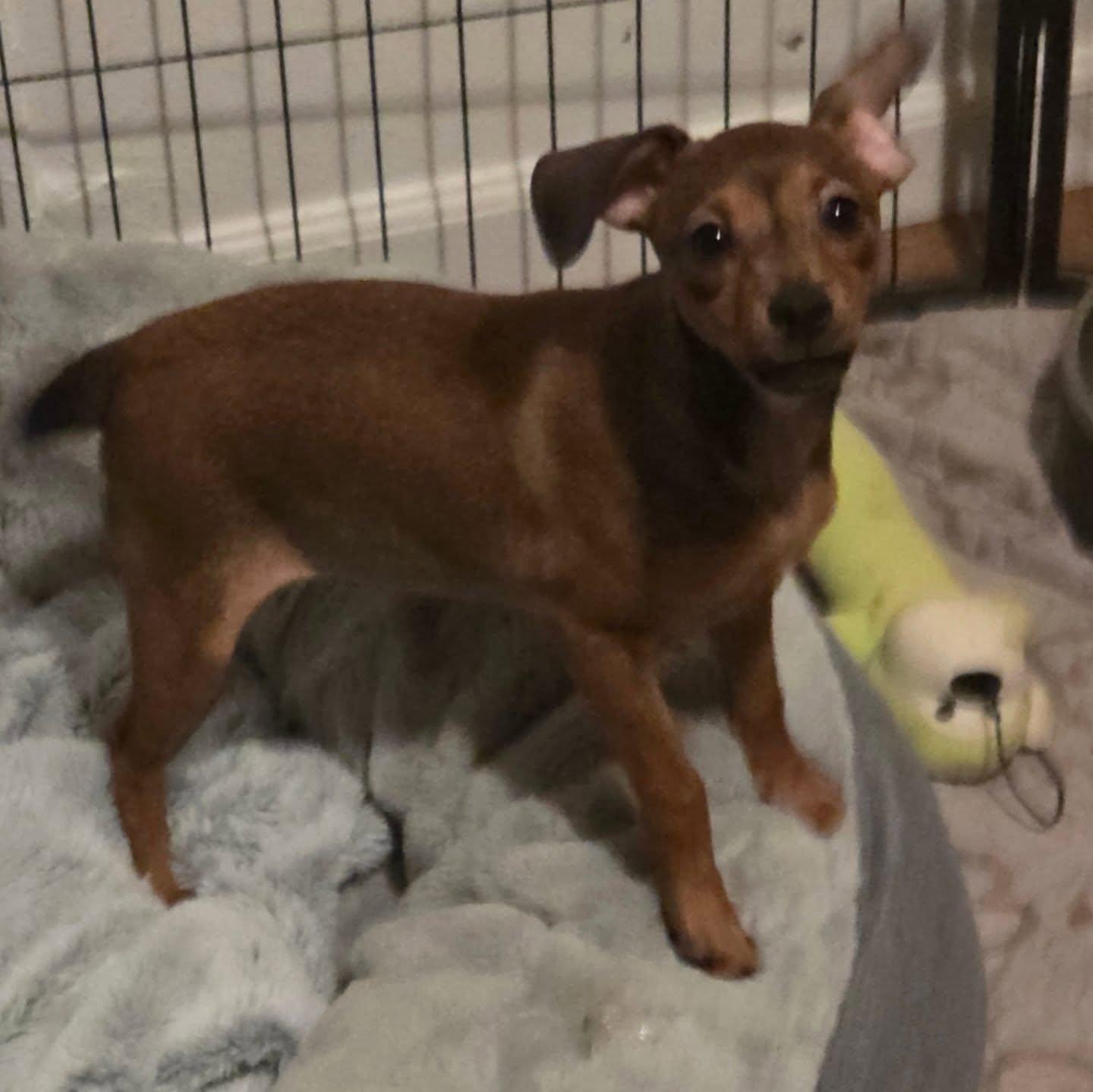 Cocoa, adopted, Puppy Female Chihuahua & Mixed Breed.
