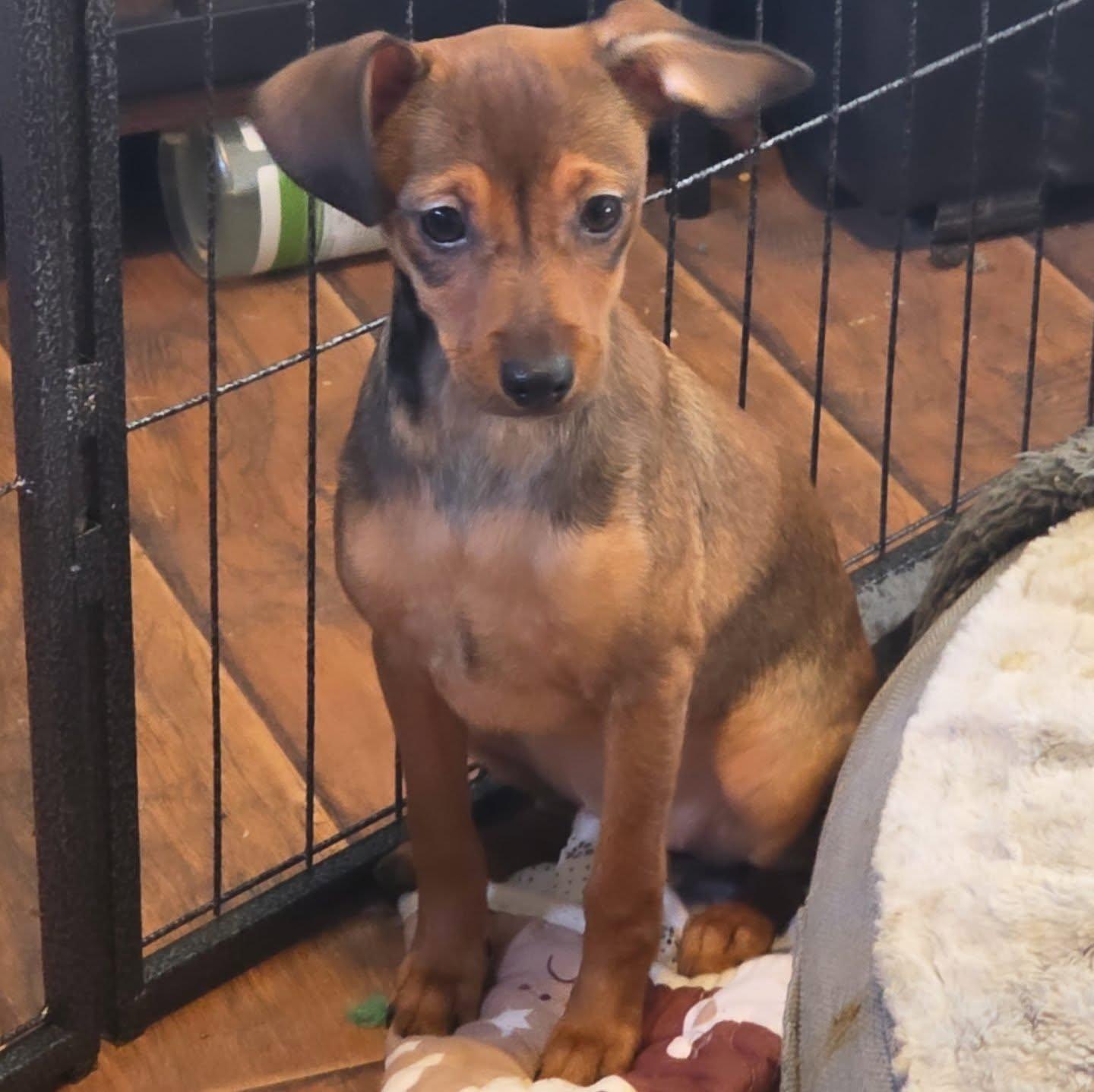 Enlarge Cocoa, an adopted mixed breed in Santa Clara, CA image 2/3