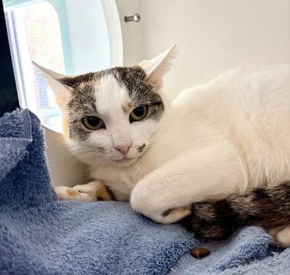 Frankie Mae, Adoptable, Adult Female Domestic Short Hair & Domestic Short Hair.