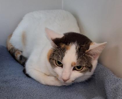 Enlarge Frankie Mae, a Adoptable mixed breed in Fairfax, VA image 2/3