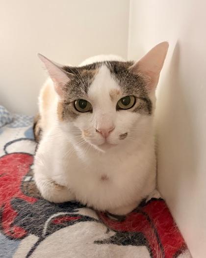 Enlarge Frankie Mae, a Adoptable mixed breed in Fairfax, VA image 1/3