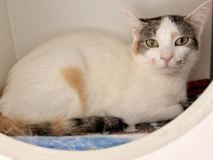 Frankie Mae, a Adoptable mixed breed in Fairfax, VA image 1/3