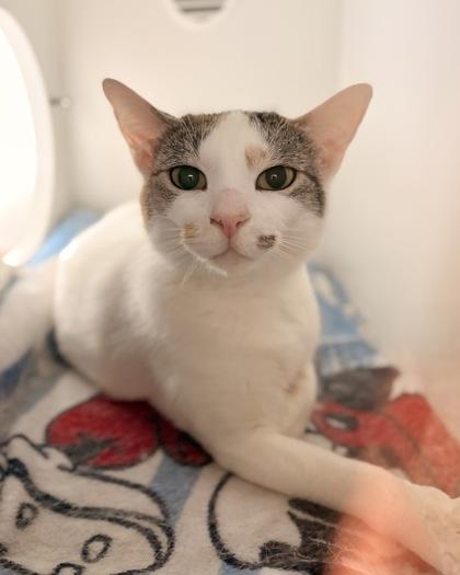Enlarge Frankie Mae, a Adoptable mixed breed in Fairfax, VA image 2/3