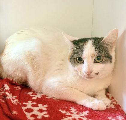 Enlarge Frankie Mae, a Adoptable mixed breed in Fairfax, VA image 3/3