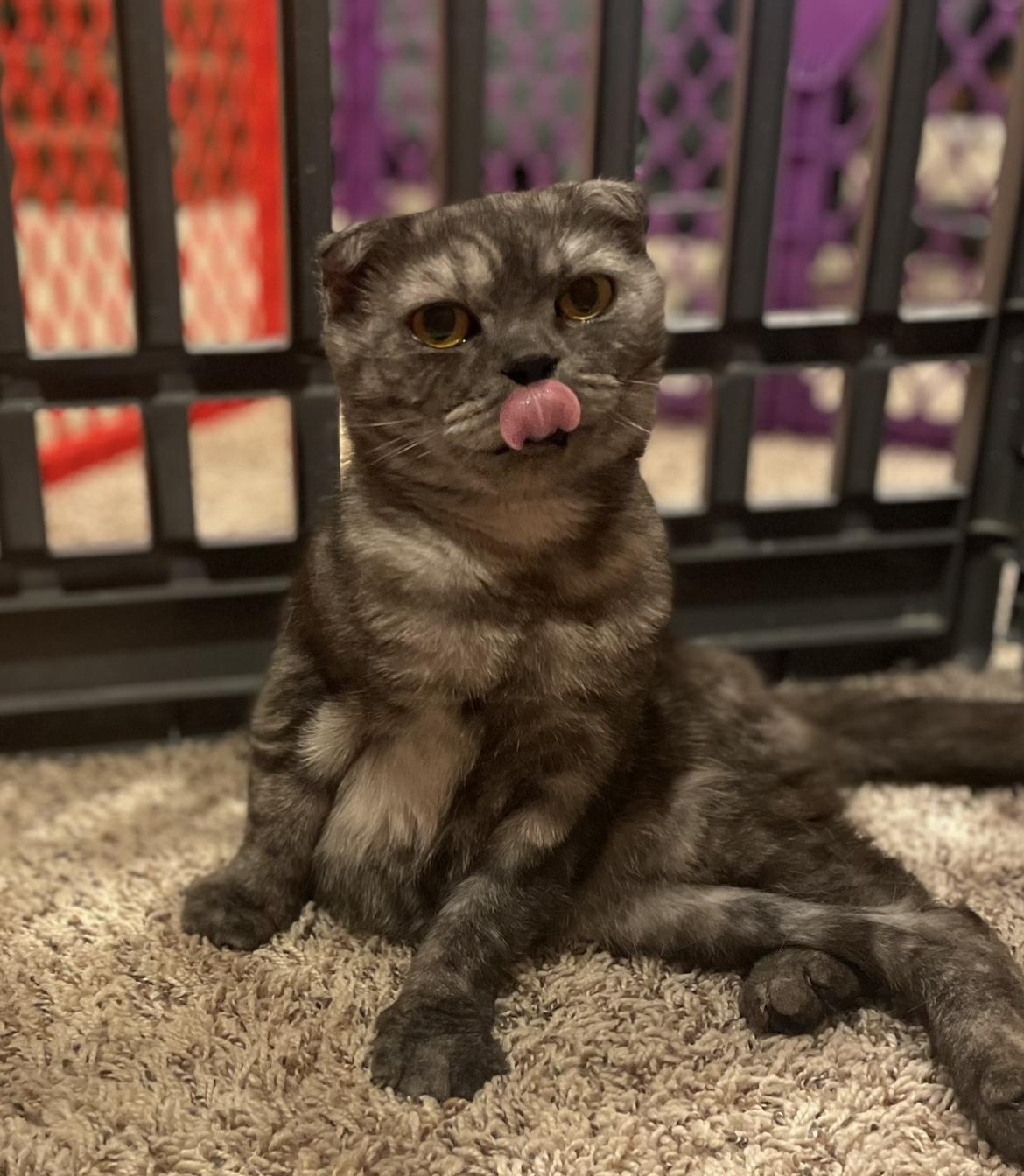 Reyne (rear paralyzed), Baby Female Scottish Fold