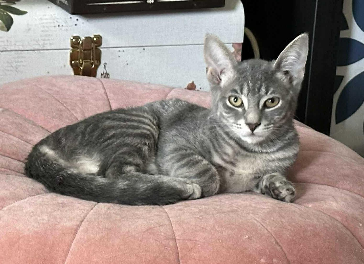 Enlarge Pepper, a Adoptable Domestic Short Hair in Mooresville, NC image 1/1