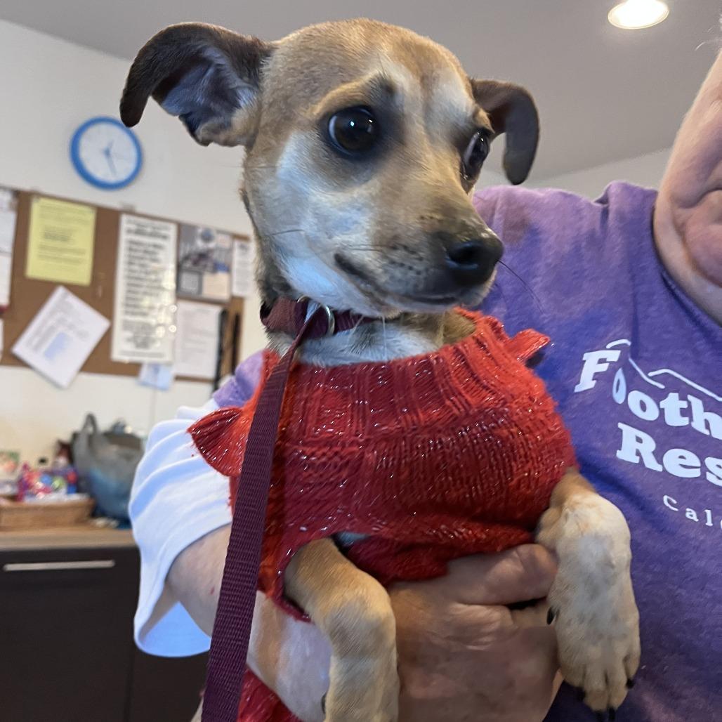 Lilly, Adoptable, Adult Female Chihuahua & Terrier.