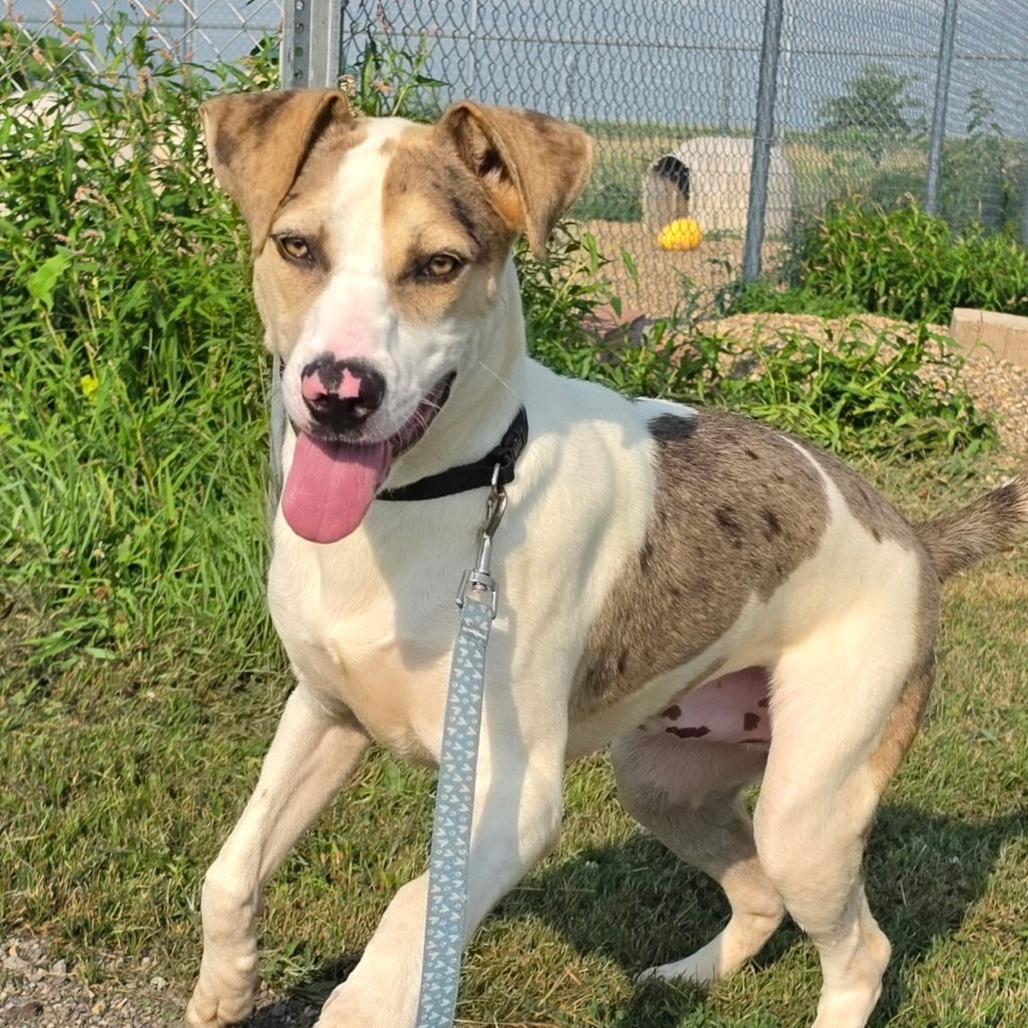 Wally, Adoptable, Young Male Catahoula Leopard Dog & Mixed Breed.