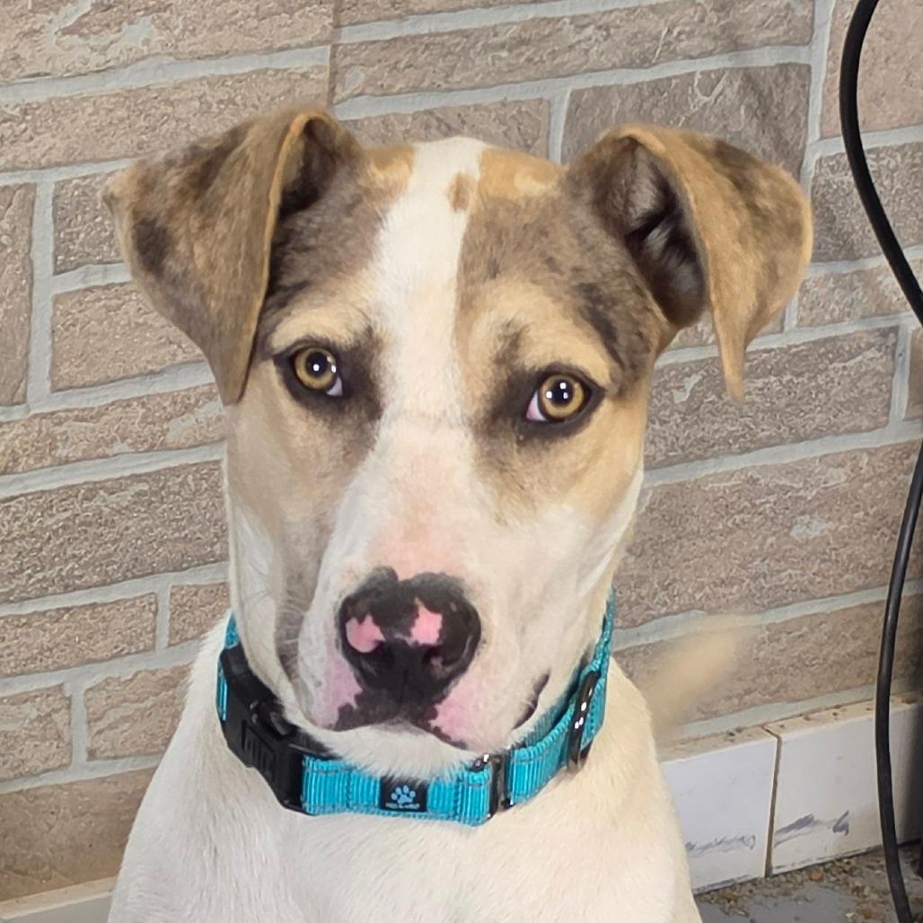 Enlarge Wally, a Adoptable mixed breed in Grinnell, IA image 2/2