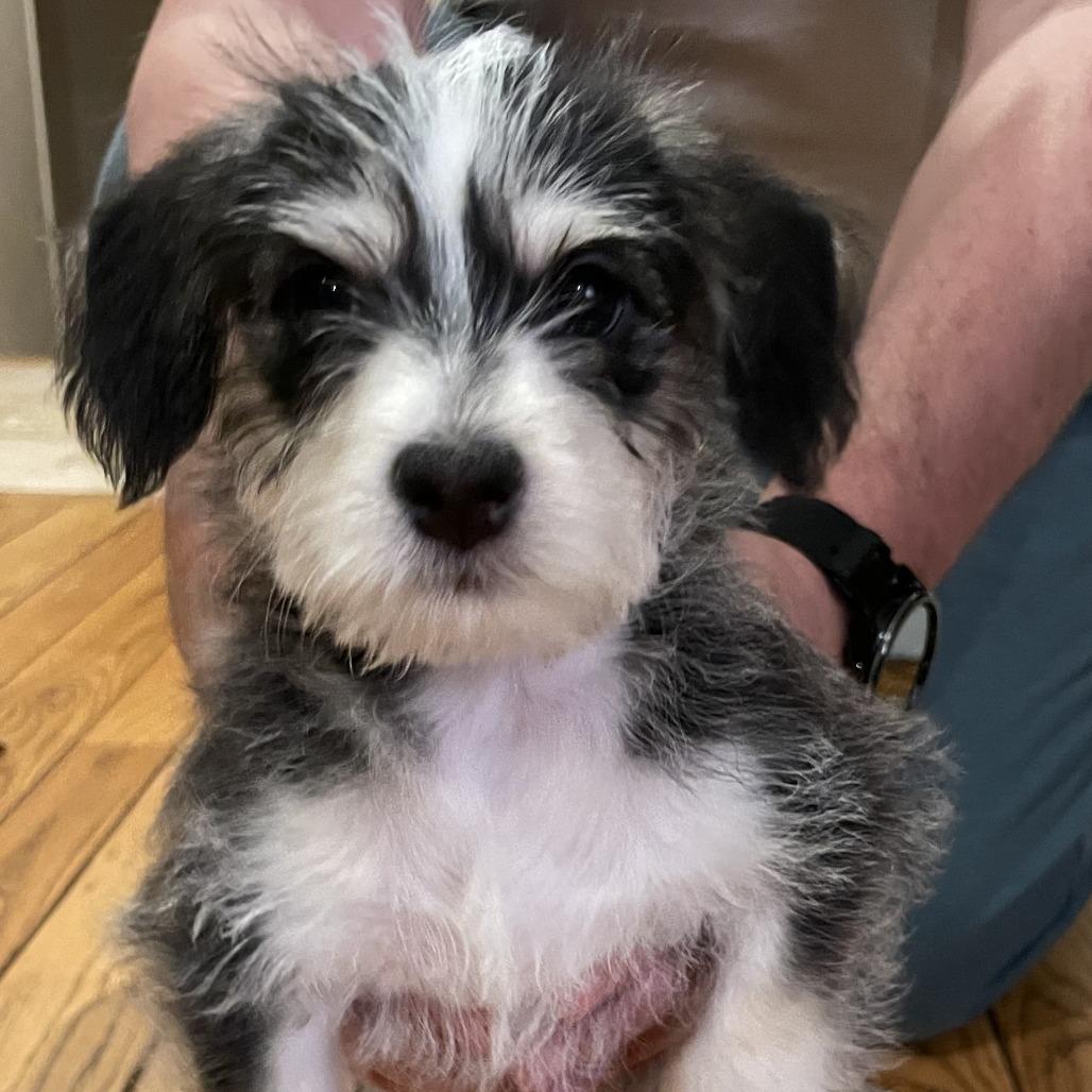 Enlarge Black Jack - IN FOSTER, a Adoptable mixed breed in Birdsboro, PA image 1/6