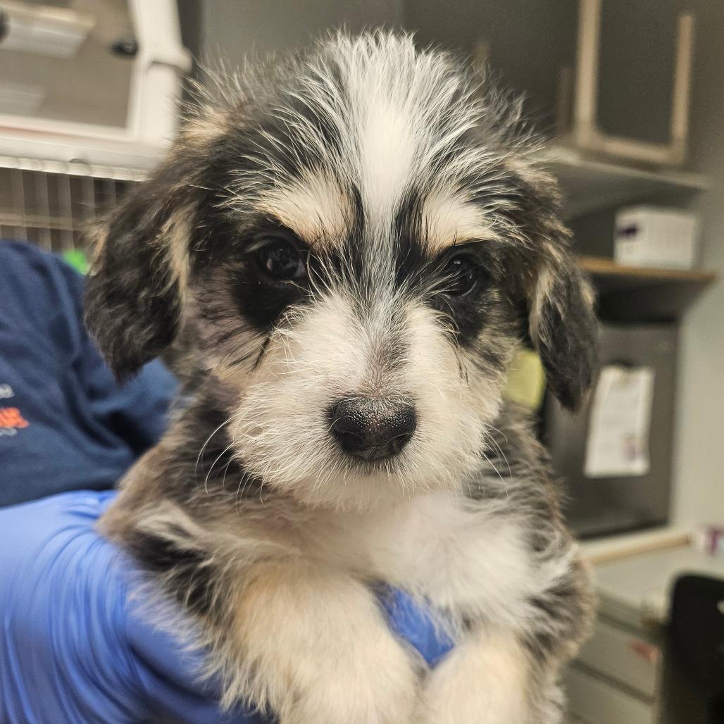 Enlarge Black Jack - IN FOSTER, a Adoptable mixed breed in Birdsboro, PA image 2/6