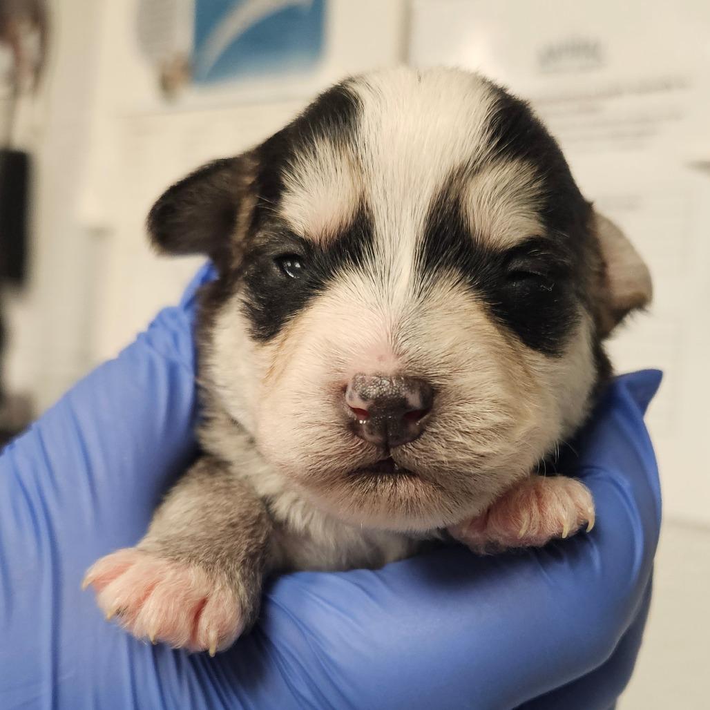Enlarge Black Jack - IN FOSTER, a Adoptable mixed breed in Birdsboro, PA image 3/6