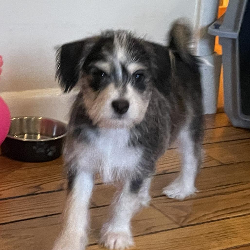 Enlarge Black Jack - IN FOSTER, a Adoptable mixed breed in Birdsboro, PA image 4/6