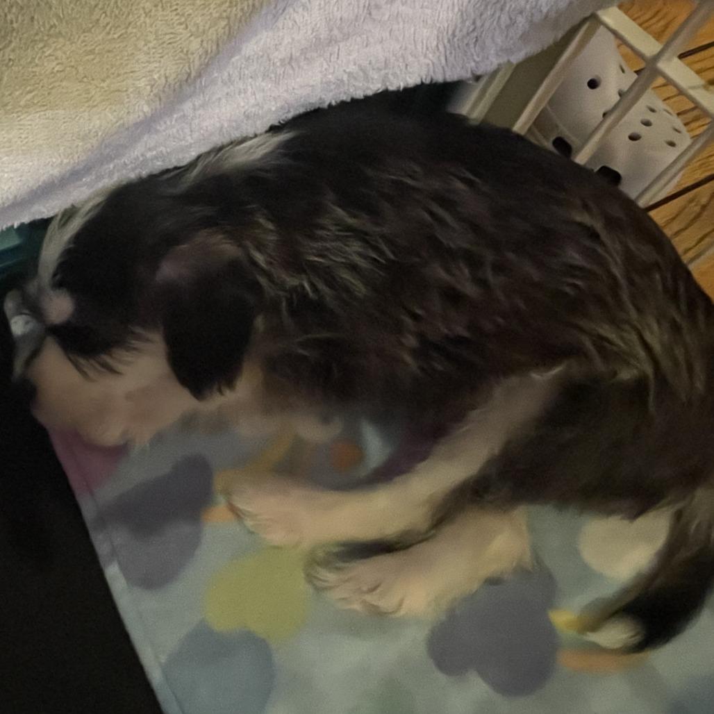 Enlarge Black Jack - IN FOSTER, a Adoptable mixed breed in Birdsboro, PA image 5/6