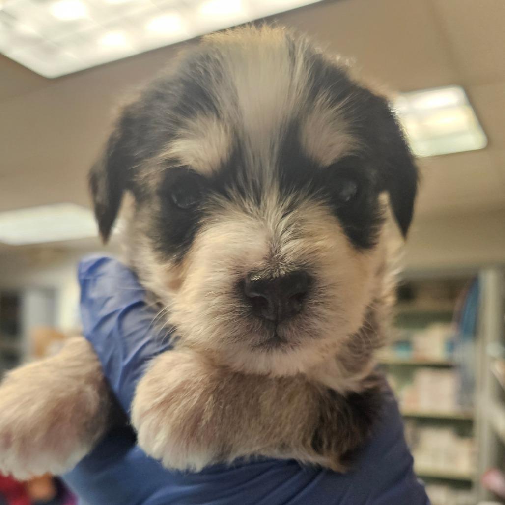 Enlarge Black Jack - IN FOSTER, a Adoptable mixed breed in Birdsboro, PA image 6/6