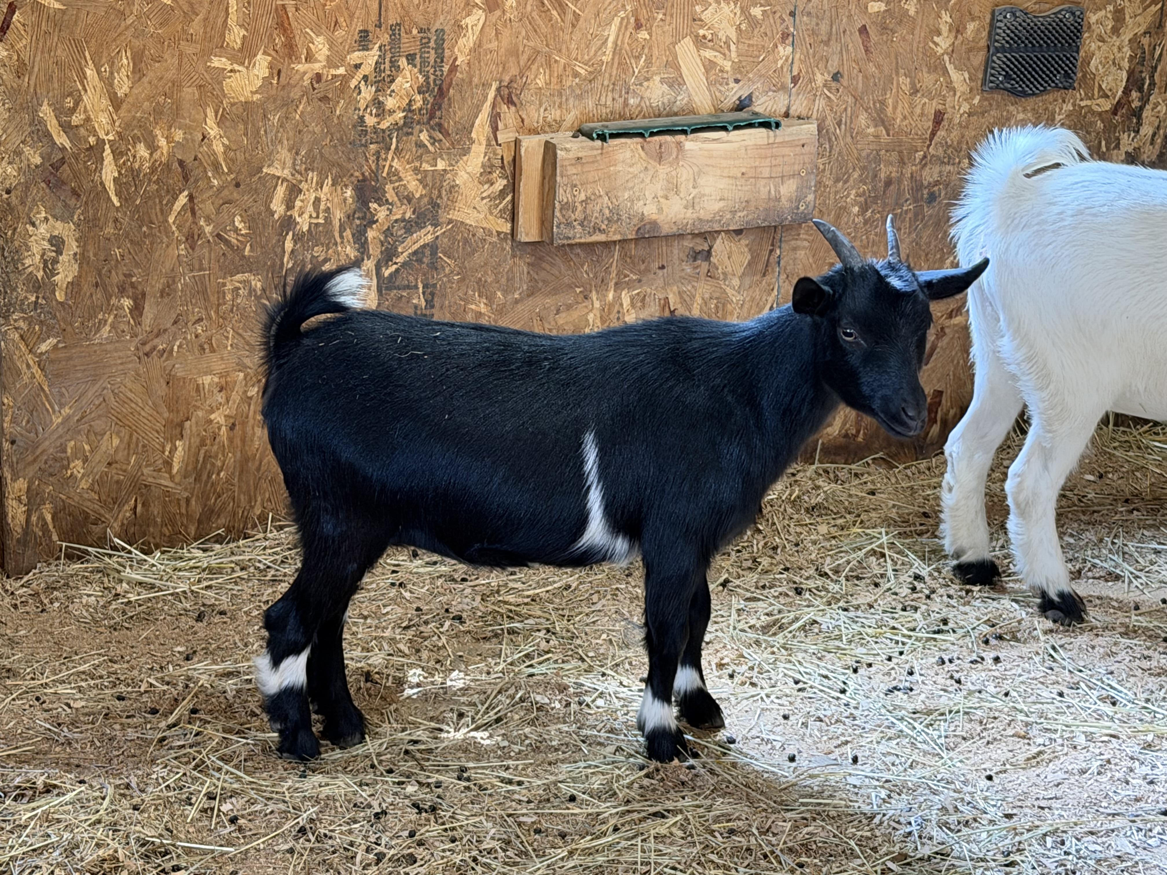 Enlarge Kelly, a ADOPTABLE Nigerian Dwarf in Ravenna, OH image 2/4