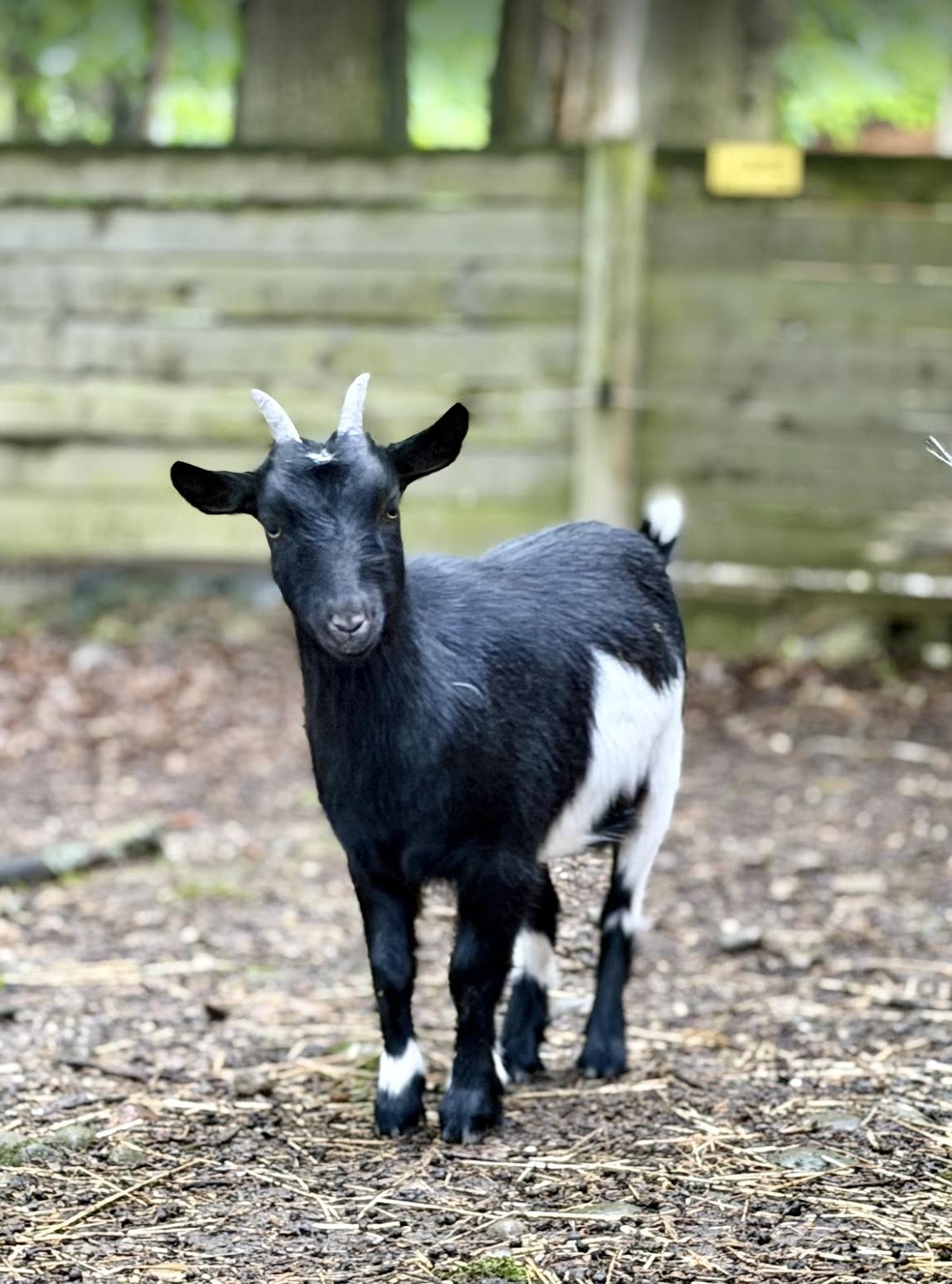 Enlarge Kelly, a ADOPTABLE Nigerian Dwarf in Ravenna, OH image 1/4