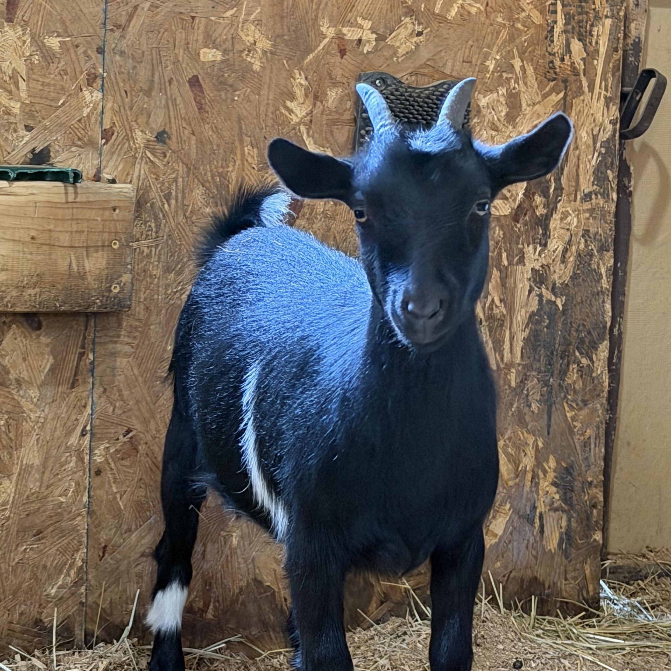 Enlarge Kelly, a ADOPTABLE Nigerian Dwarf in Ravenna, OH image 4/4
