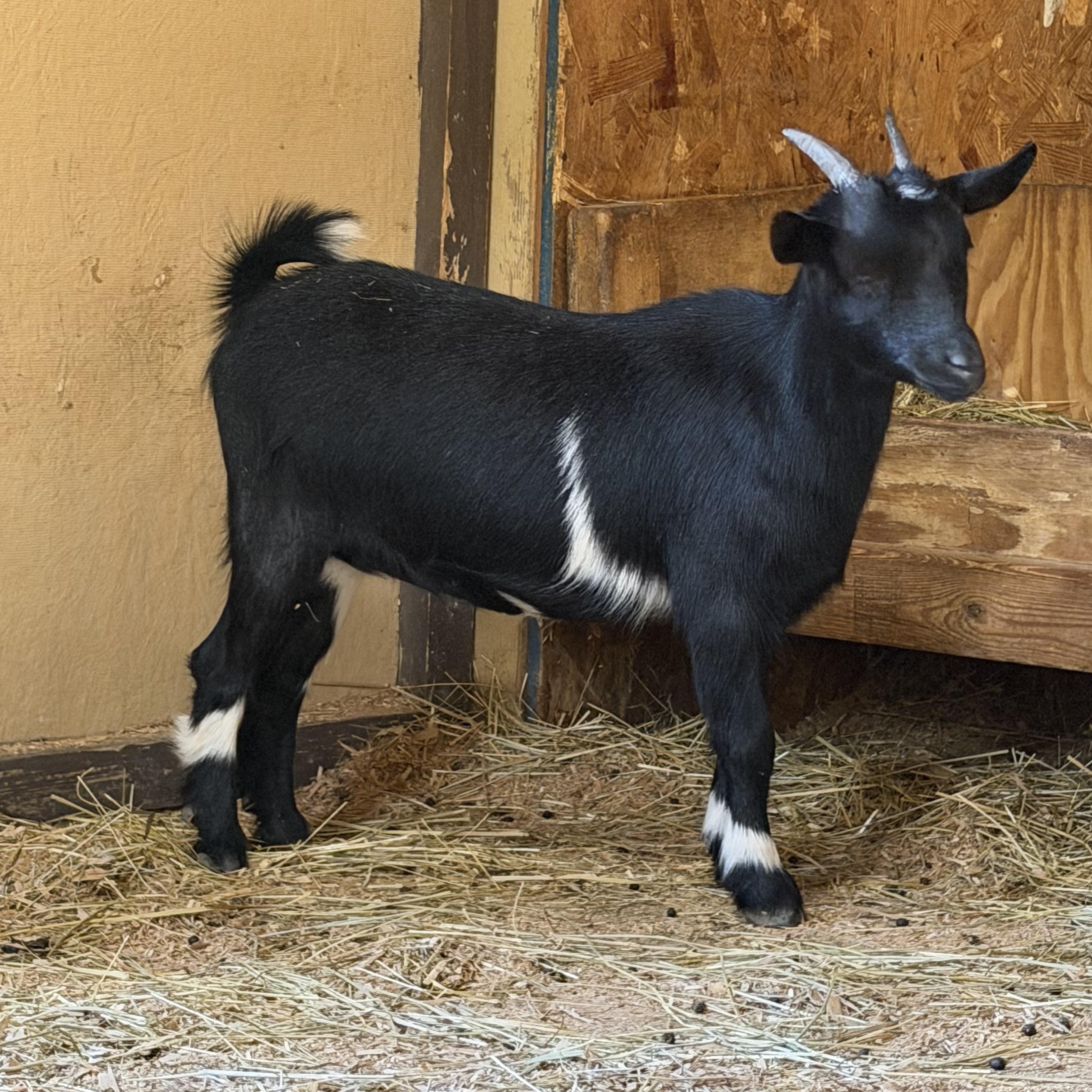 Enlarge Kelly, a ADOPTABLE Nigerian Dwarf in Ravenna, OH image 3/4