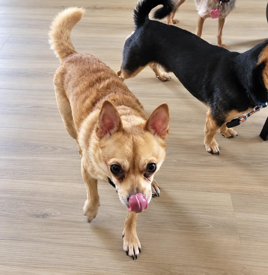 Potato, Adoptable, Adult Male Chihuahua.
