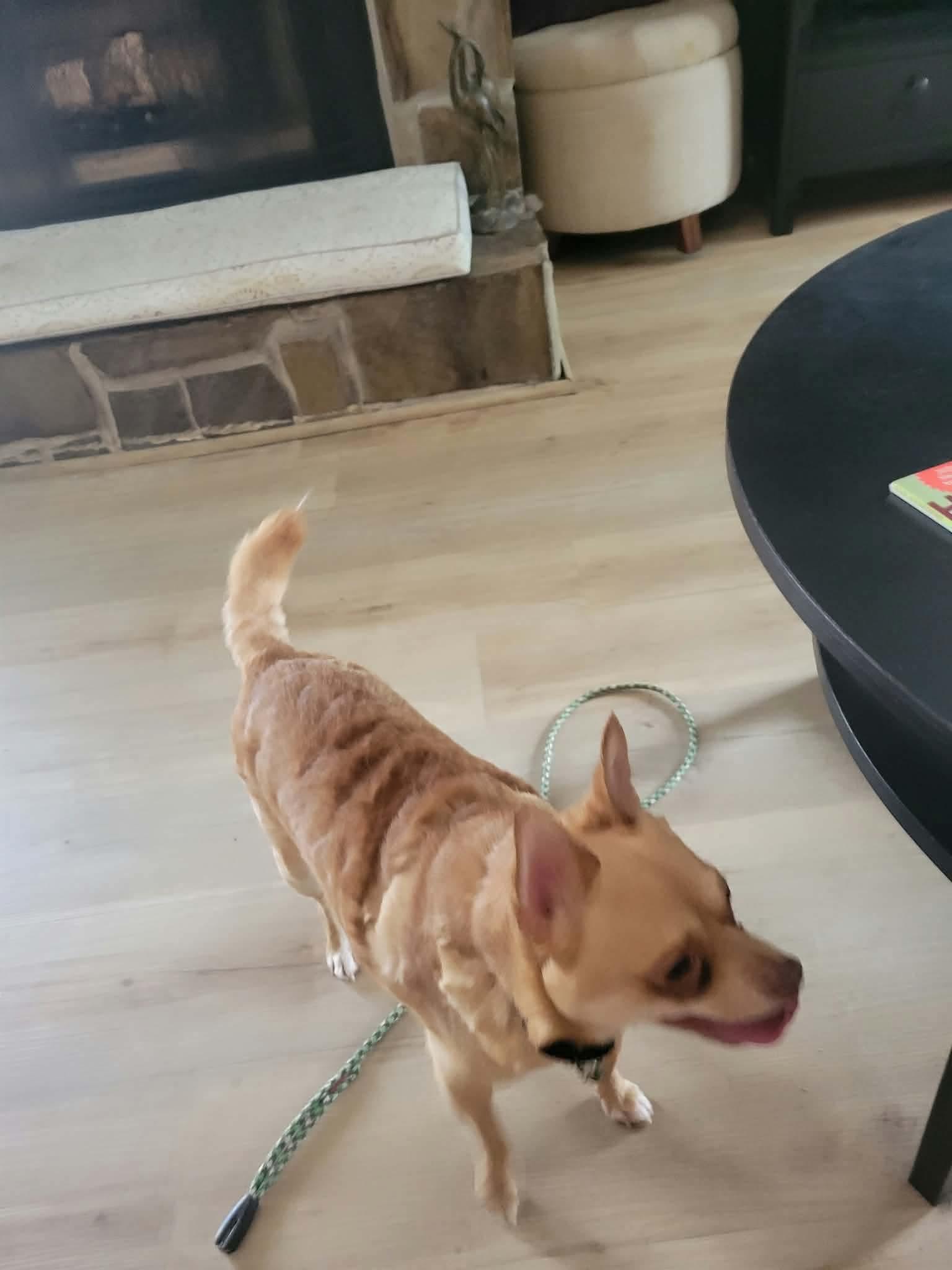 Enlarge Potato, a Adoptable Chihuahua in Virginia Beach, VA image 2/2